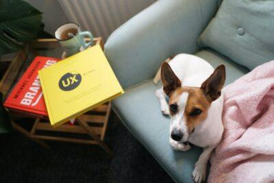 brown and white short coated dog on gray couch