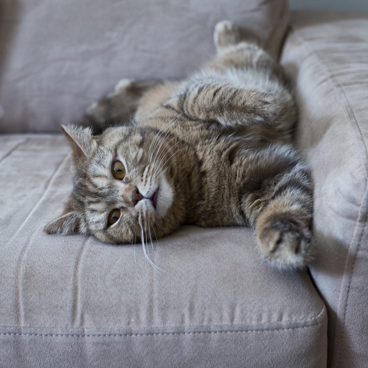 cat, sofa, lazy cat